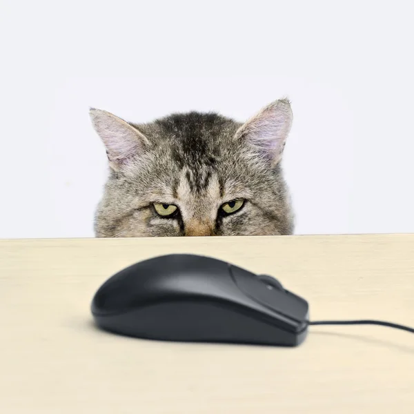 Γάτα κυνηγάει ένα ποντίκι υπολογιστών — Φωτογραφία Αρχείου