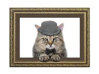 şapka ve kravat kedi resim çerçevesi dışında görünüyor