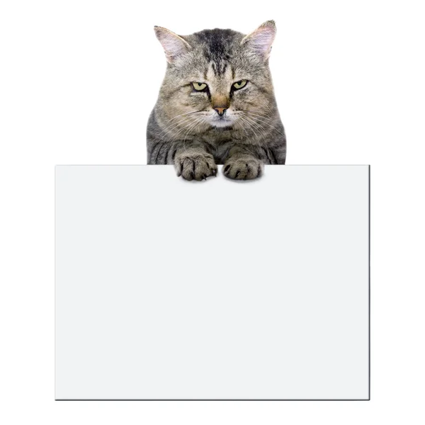 Gato descansa sobre un banner en blanco sobre fondo blanco — Foto de Stock