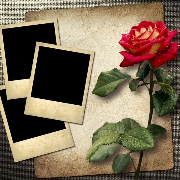 赤いバラとリネンの背景上の写真をポラロイド風 — ストック写真