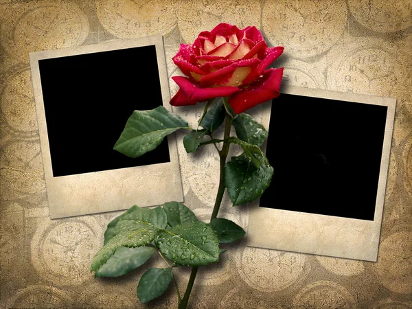 Two Polaroid-style photo with red rose — Stock Photo, Image