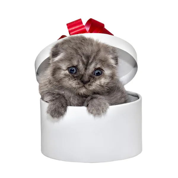 Шотландська висловуха кошеня породи і білий подарунковій коробці — стокове фото