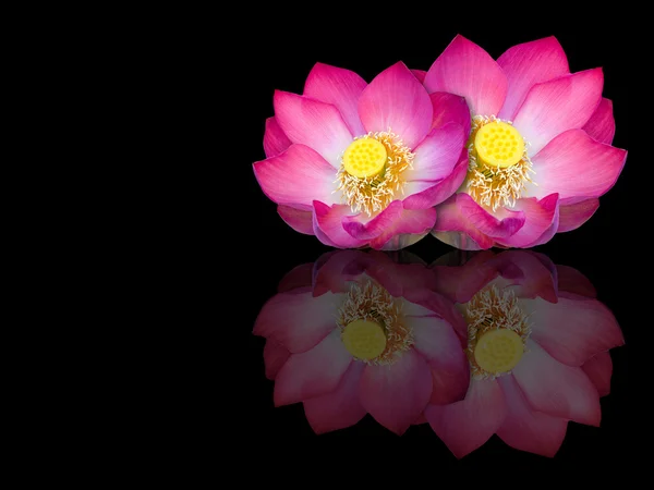 Indian lotus mirror reflection on black background — Stock Photo, Image