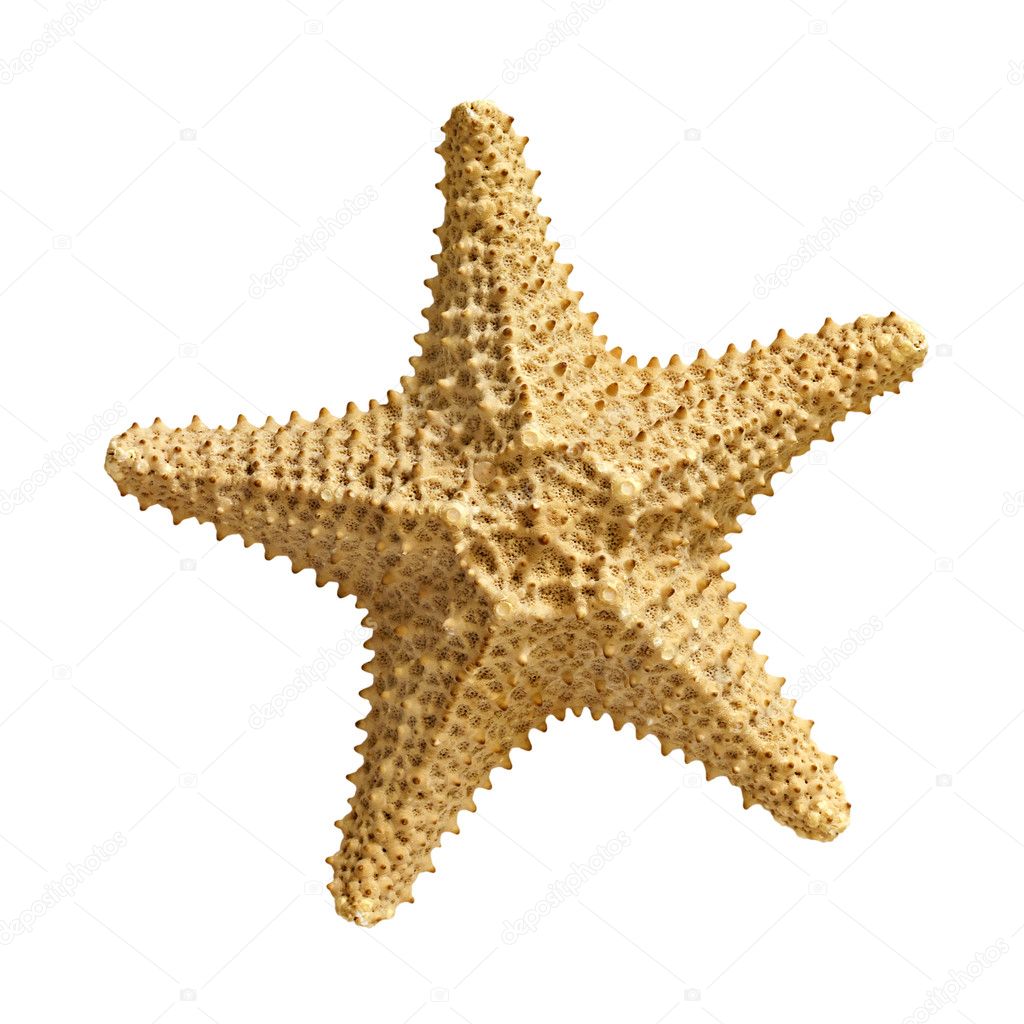 starfish  isolated on white background