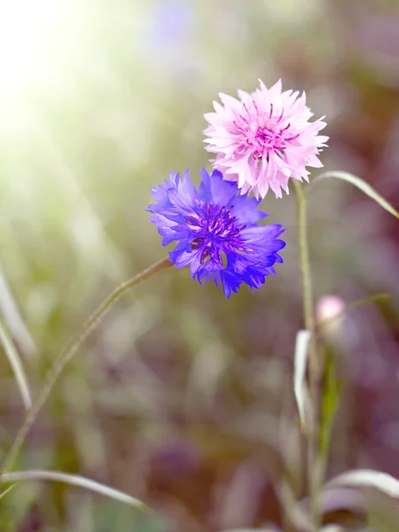 Two flower cornflower backlit — Stock Photo, Image