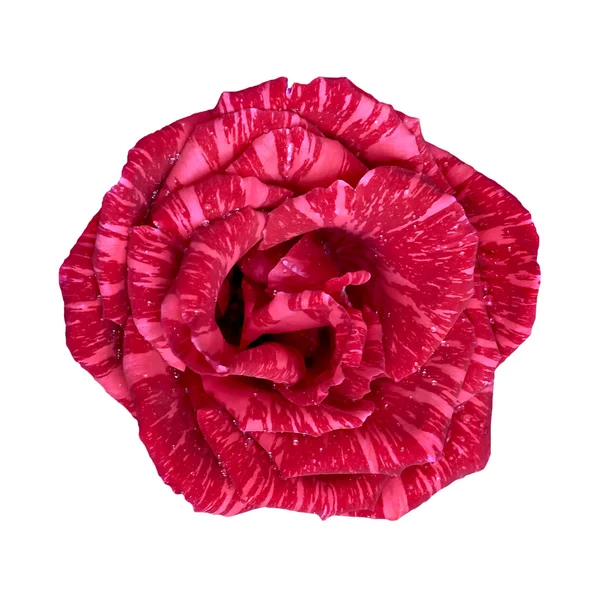 Brote de rosa roja floreciendo en las gotas de agua — Foto de Stock