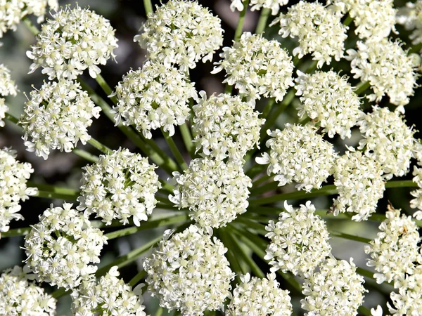 Background of white flowers inflorescences — Stock Photo, Image