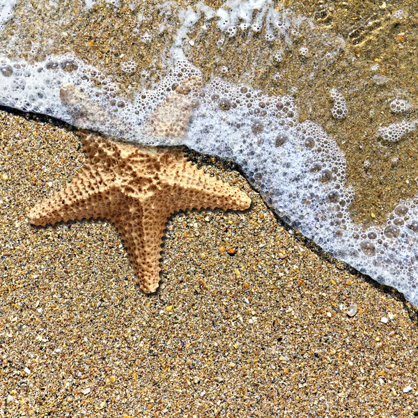 Estrella de mar en la espuma del oleaje en la orilla — Foto de Stock