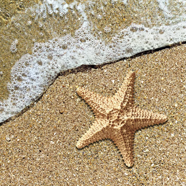 Rozgwiazdy w pianie fal na brzegu — Zdjęcie stockowe
