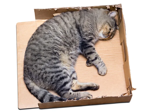 Gato dormindo em uma caixa de papelão — Fotografia de Stock