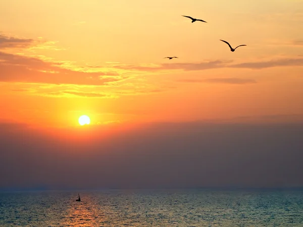 Pôr do sol no mar com gaivotas em primeiro plano — Fotografia de Stock
