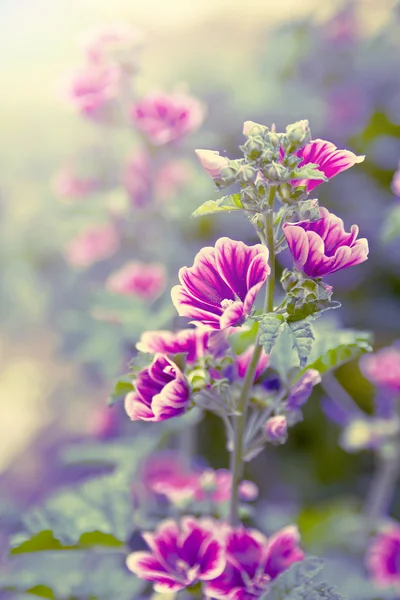 Wild flower closeup backlit — Stock Photo, Image