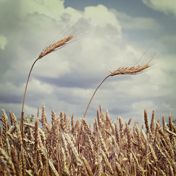 Ears of wheat against the sky with clouds — Stock Photo, Image