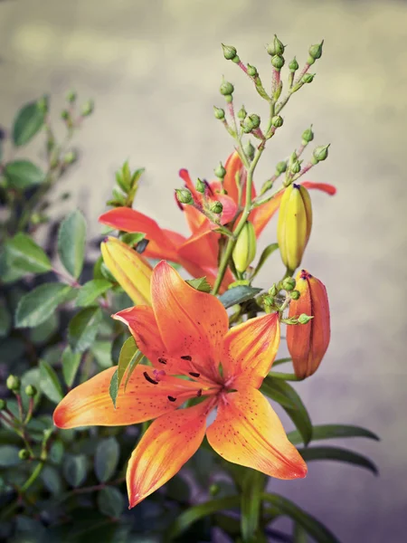 Lys orangés fleurissant sur un lit de fleurs — Photo