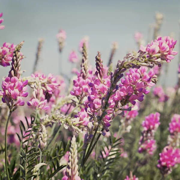 Blick in den Himmel durch das grüne Gras mit rosa Blüten — Stockfoto