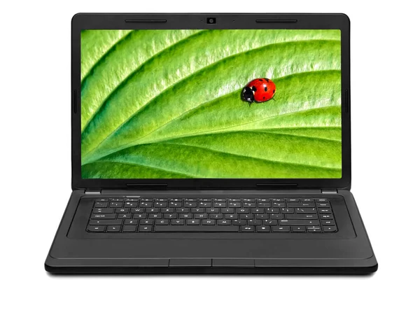 Ladybug Laptop Scherm Geïsoleerd Witte Achtergrond Laptop Scherm Geïsoleerd Witte — Stockfoto