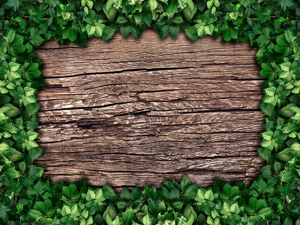 Climbing Plant Wooden Background — Stock Photo, Image