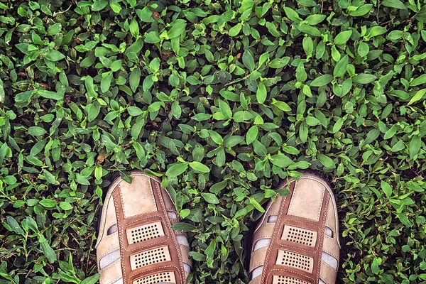 Feet Shoes Grass Top View — Stock Photo, Image