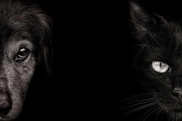 Dark Muzzle Spaniel Dog Cat Closeup Front View — Stock Photo, Image