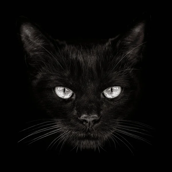 Donkere Snuit Kat Close Vooraanzicht — Stockfoto