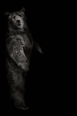 The brown bear stands on its hind legs on a black background clipart