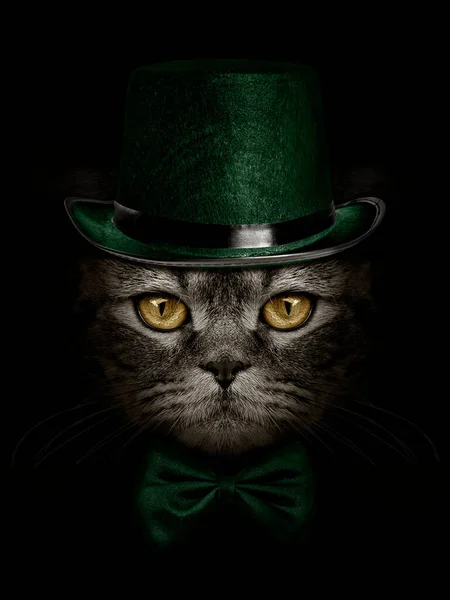 Dark Muzzle Cat Green Hat Tie Butterfly — Stock Photo, Image