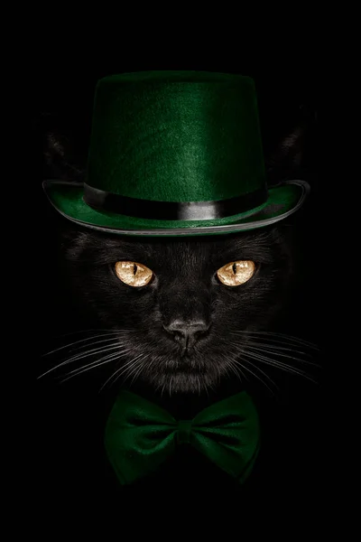 Muso Scuro Gatto Cappello Verde Cravatta Farfalla — Foto Stock