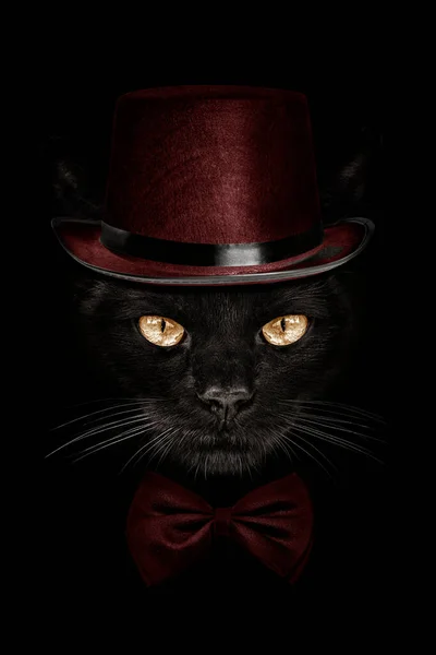 Dunkle Schnauze Katze Mit Rotem Hut Und Krawatte Schmetterling — Stockfoto