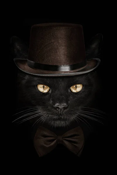 Dark Muzzle Cat Brown Hat Tie Butterfly — Stock Photo, Image