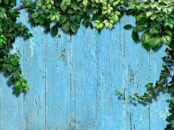 Planta Escalada Uma Cerca Madeira Velha Azul — Fotografia de Stock