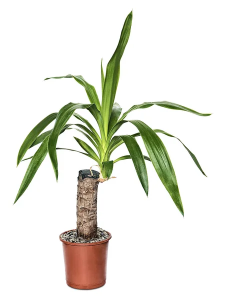 Huisseplant Yucca Pot Geïsoleerd Witte Achtergrond — Stockfoto