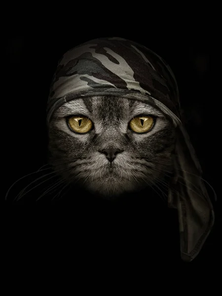 Gato Focinho Escuro Camuflagem Marrom Headband — Fotografia de Stock