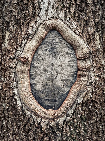 Hole Bark Tree Close — Stock Photo, Image