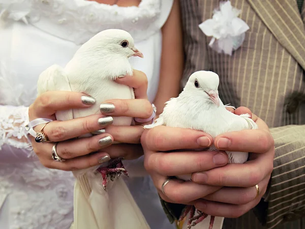 Wedding Doves Close Hands Bride Groom — Stock Photo, Image