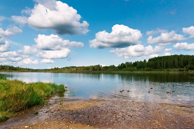 Çam ormanıyla çevrili bir orman gölü manzarası