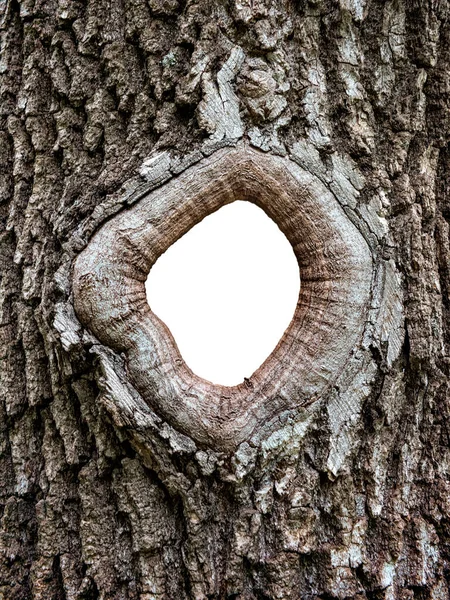Hole Bark Tree Isolated Close — Stock Photo, Image
