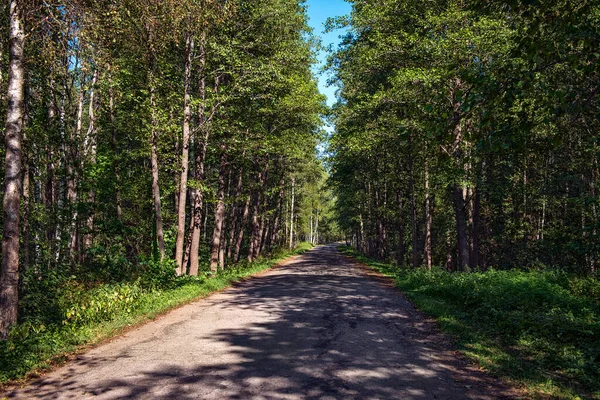 夏の森の中の古いアスファルト道路 — ストック写真