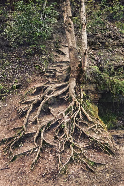 Radici Alberi Nudi Dovute All Erosione Del Suolo — Foto Stock