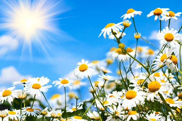 Witte Madeliefjes Blauwe Lucht Met Wolken — Stockfoto