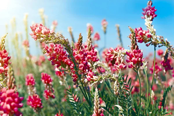 Pembe Çiçekli Yeşil Çim Gökyüzüne Görüntüle — Stok fotoğraf