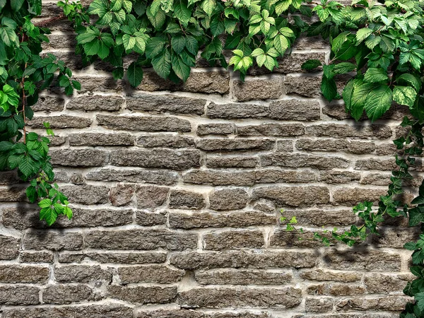 Kletterpflanze Auf Einer Blauen Alten Ziegelmauer — Stockfoto