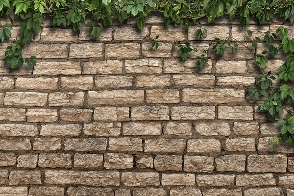 古いれんが造りの壁のよじ登り植物 — ストック写真