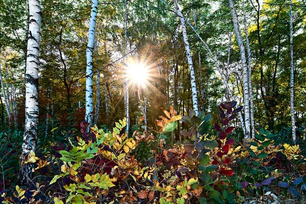 Pradera Bosque Abedules Otoño Luz Del Sol — Foto de Stock