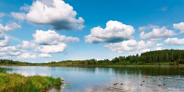 Çam ormanıyla çevrili bir orman gölü manzarası