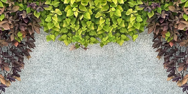 Альпинистское Растение Белых Гипсовых Стенах — стоковое фото