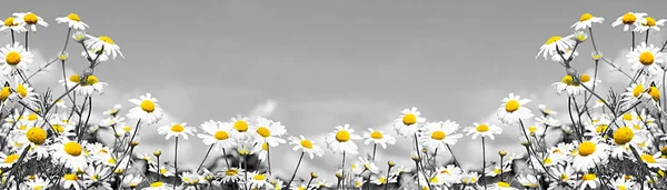 Witte Madeliefjes Blauwe Lucht Met Wolken — Stockfoto