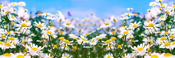 Witte Madeliefjes Blauwe Lucht Met Wolken — Stockfoto