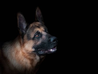 Doğu Avrupalı çoban siyah arka planda yakın plan