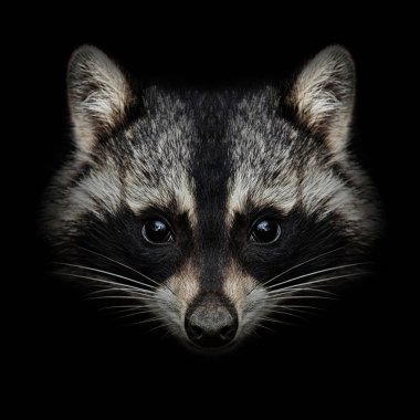 Rakun suratı siyaha yakın. Ön görünüm