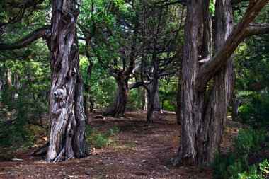 Eski Ardıç Ormanında Glade